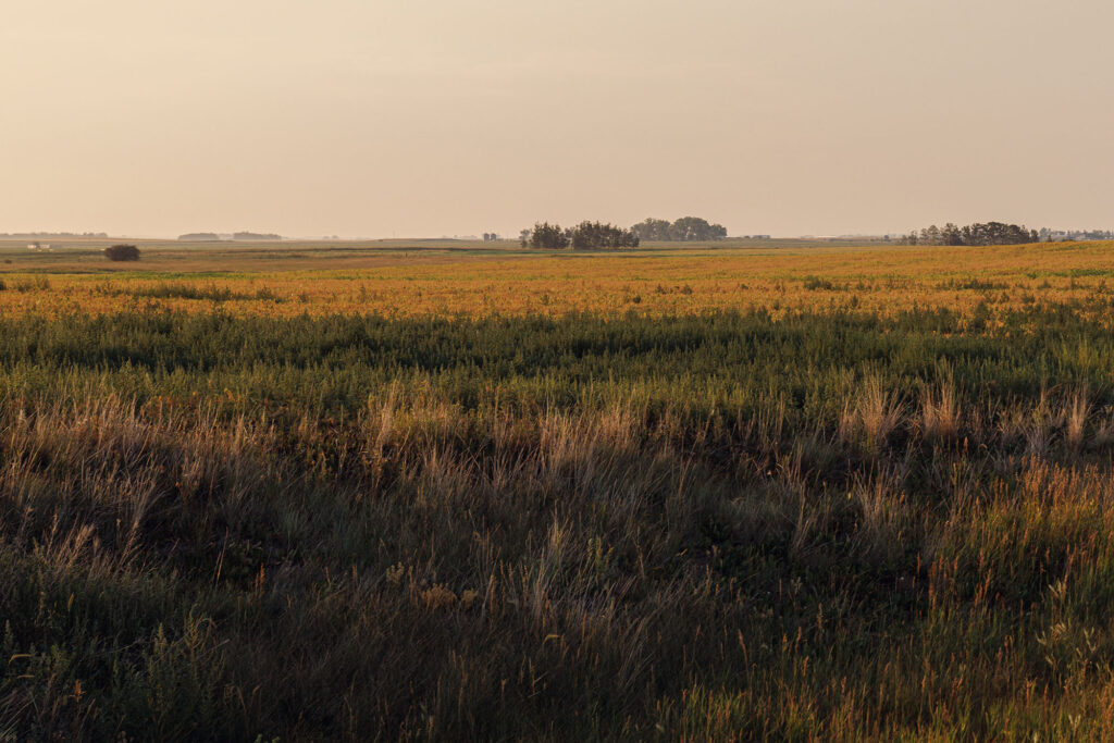 McKay Lands Parcel 6 - Tall gold and green farm field grass with big trees in the distance