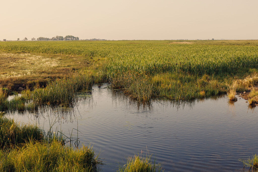 McKay Lands Parcel 6 - An endless view of grassy farm fields sits behind a swampy body of water