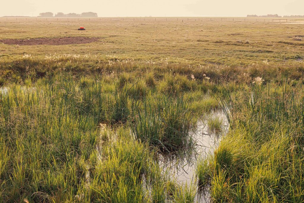 McKay Lands Parcel 6 - An endless view of grassy farm fields sits behind a swampy body of water