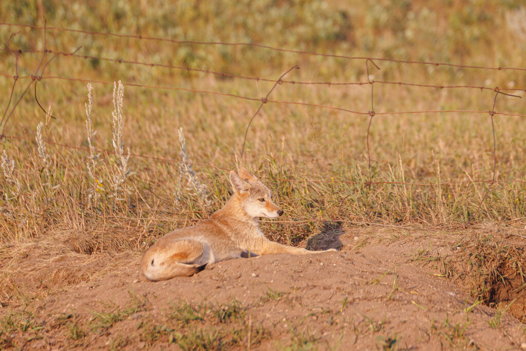 A tan coyote laying on a patch of dirt on a piece of McKay Lands property