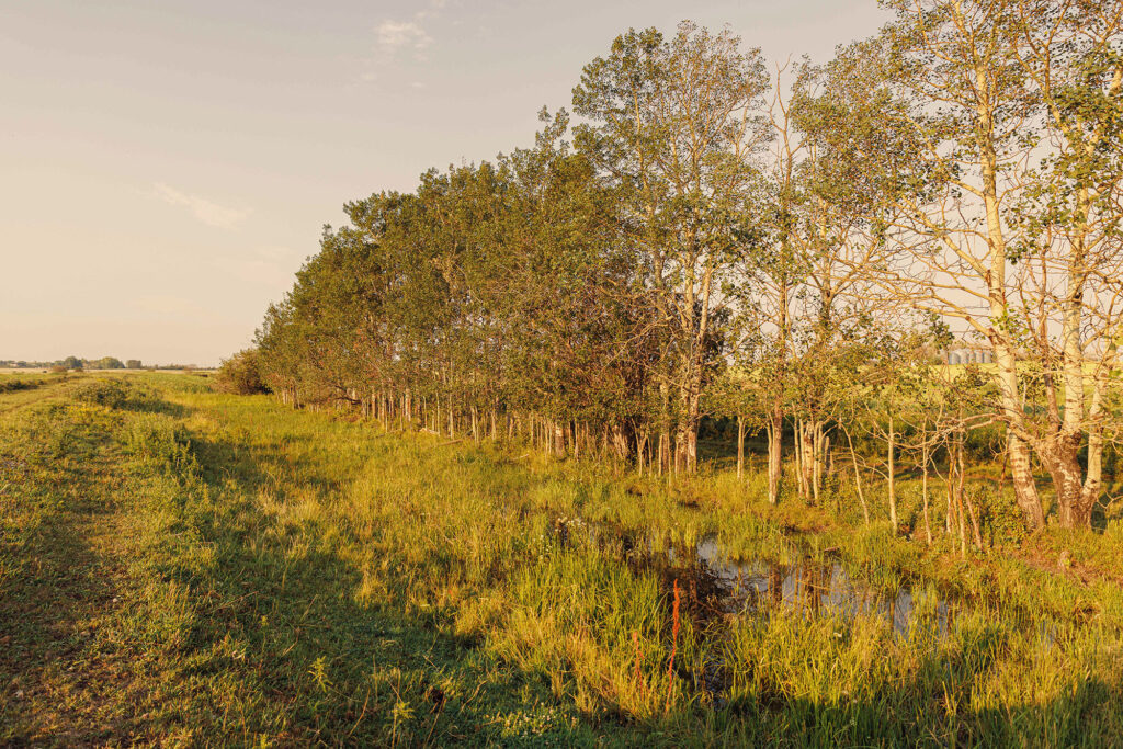 McKay Lands Parcel 8 - a lane of tall trees are lined up against water filled tall grass