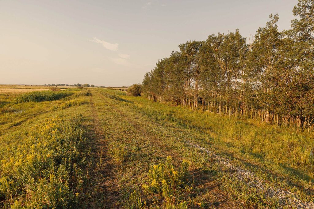 McKay Lands Parcel 7 - a lane of tall trees are lined up against a grass driven road in the farm fields