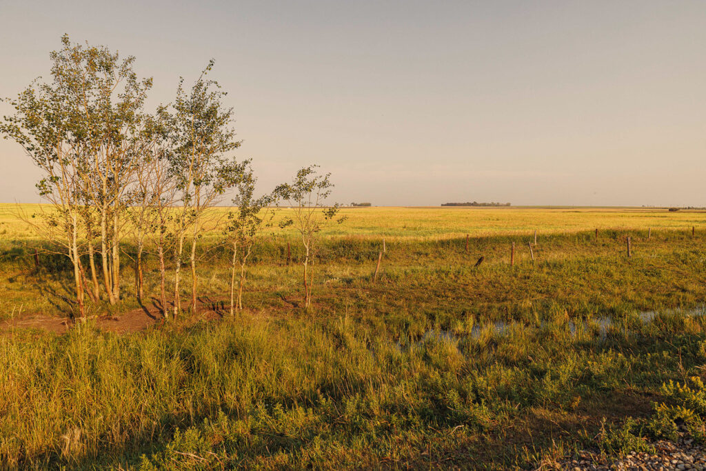 McKay Lands Parcel 7 - Tall twiggy trees sit on top of grassy and dirty farm fields