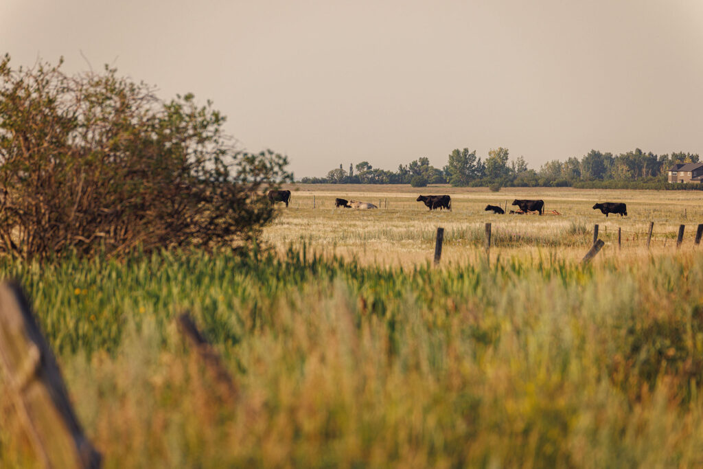 McKay Lands Parcel 9 - Fenced in cows are grazing a piece of farm land in front of dense tall trees