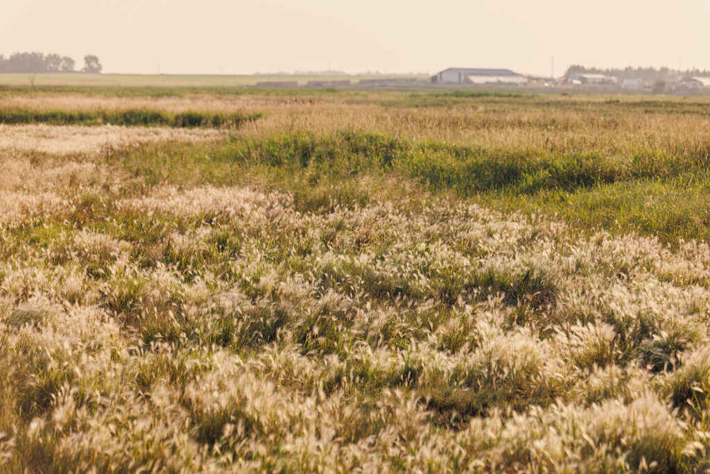 McKay Lands Parcel 9 - An endless farm field of tall foxtail grass