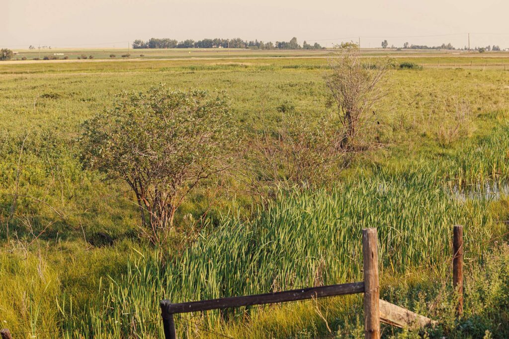 McKay Lands Parcel 8 - Tall green farm grass is dotted with short twiggy trees in front of a brown wooden fence