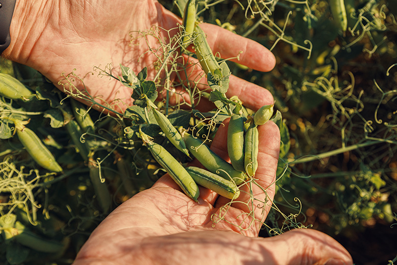 Two hands are holding and displaying snap peas on the McKay Lands property