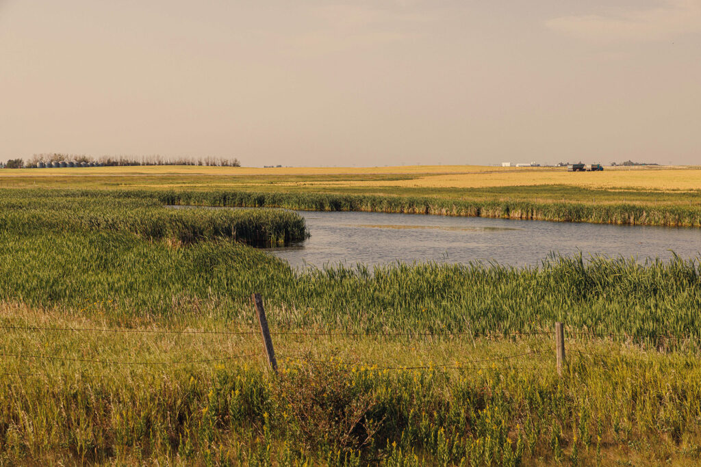 McKay Lands Parcel 5 - Tall green grass is surrounding a body of water on a piece of farm land