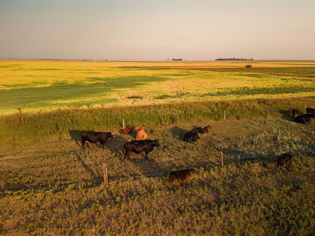 Black and tan cows are standing and laying in a patch of grass in front of a green and golden McKay Lands field