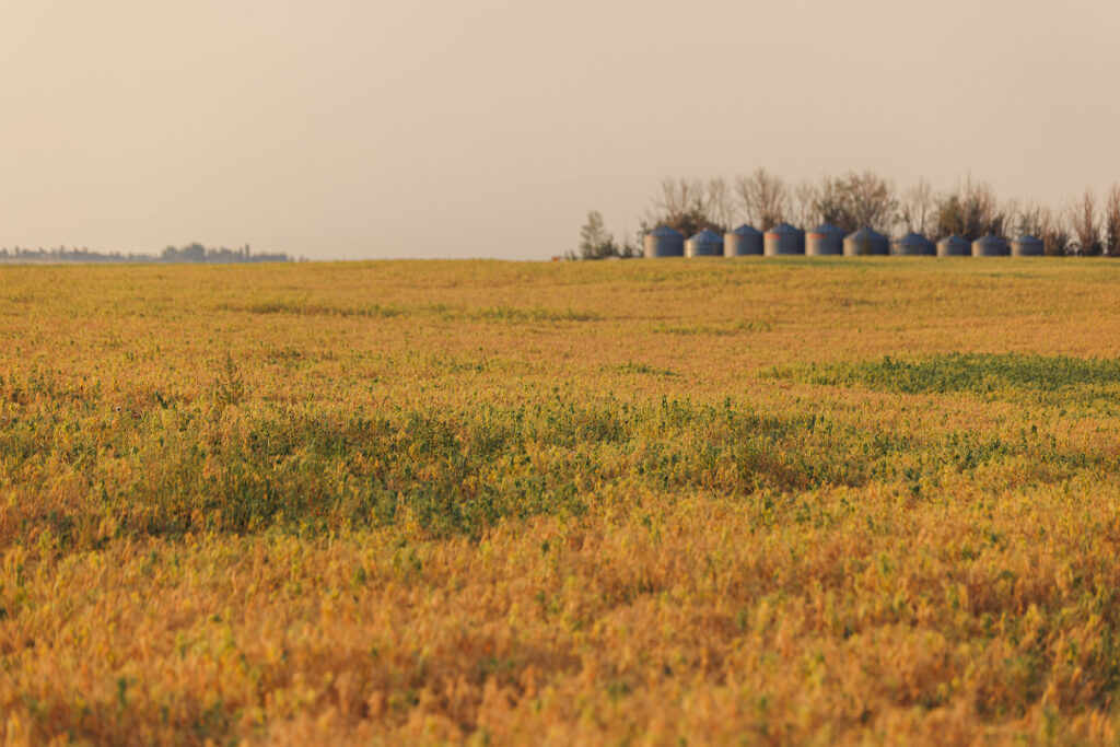 Green and gold farm fields sit in front of farm barrel towers on McKay Lands